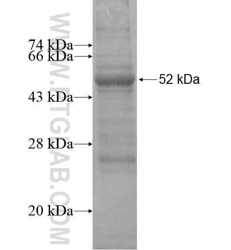BDNF fusion protein Ag11299 SDS-PAGE