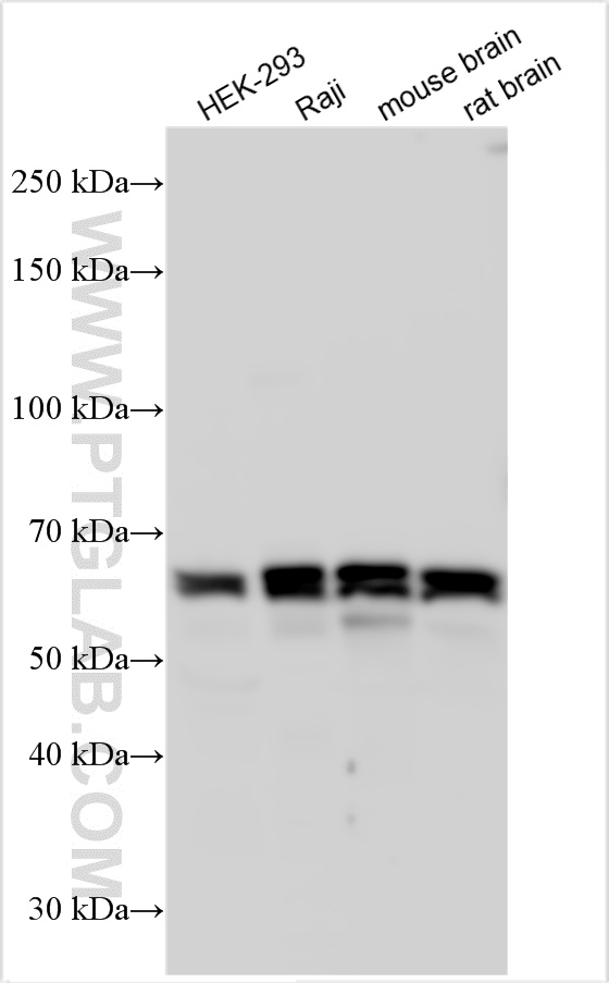 WB analysis using 11306-1-AP