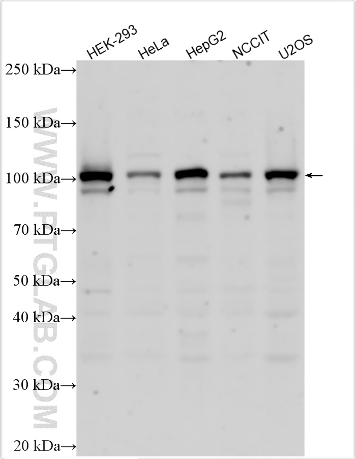 WB analysis using 23101-1-AP