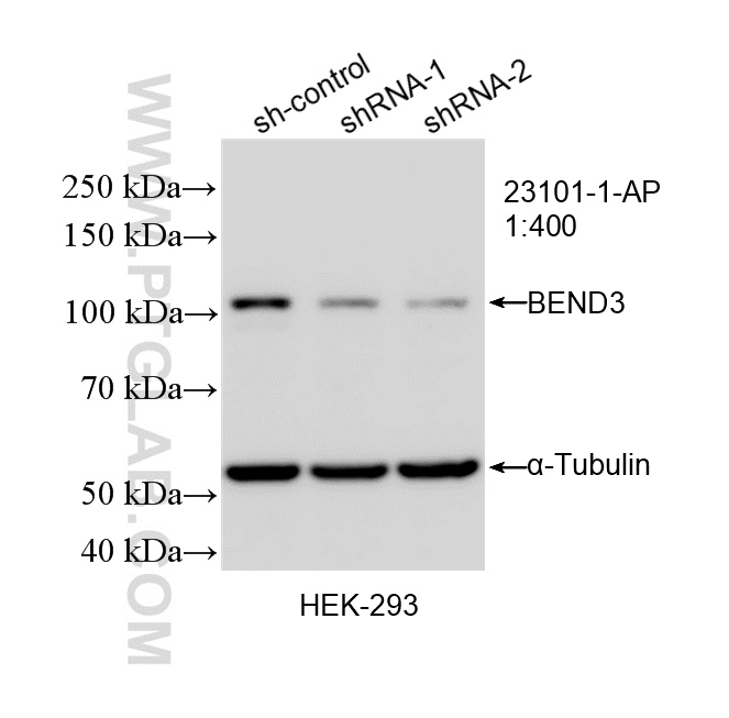 WB analysis of HEK-293 using 23101-1-AP
