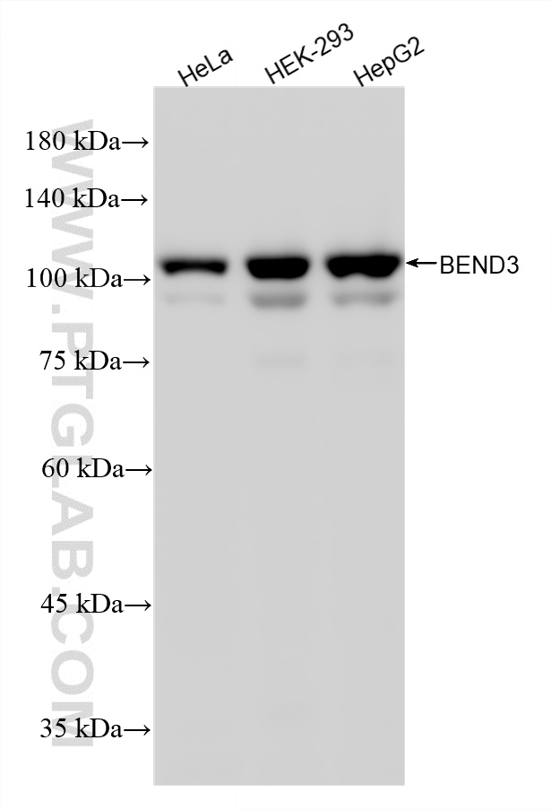 WB analysis using 87001-4-RR (same clone as 87001-4-PBS)