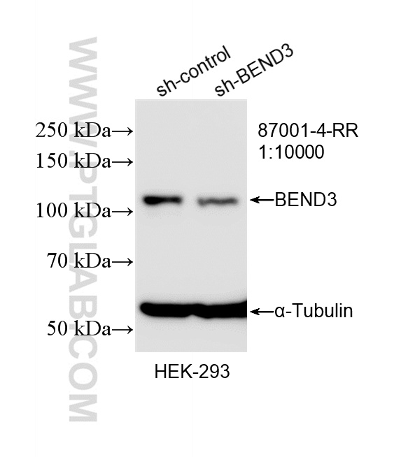WB analysis of HEK-293 using 87001-4-RR (same clone as 87001-4-PBS) WB analysis of HEK-293 using 87001-4-RR (same clone as 87001-4-PBS)