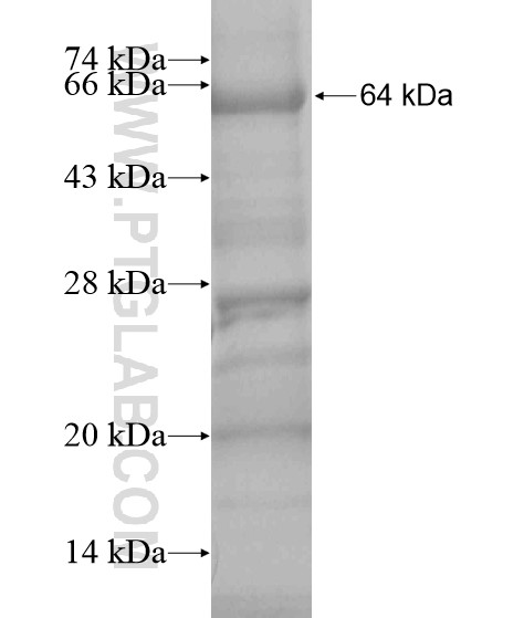 BEND4 fusion protein Ag20169 SDS-PAGE
