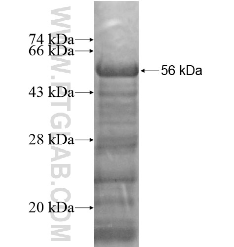BEND5 fusion protein Ag14790 SDS-PAGE