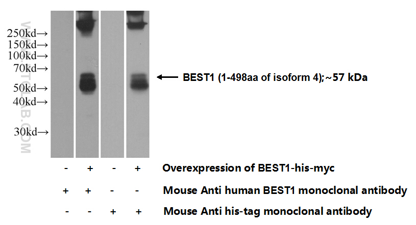 WB analysis of Transfected HEK-293 using 60326-1-Ig