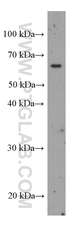 Bestrophin-1 Monoclonal antibody