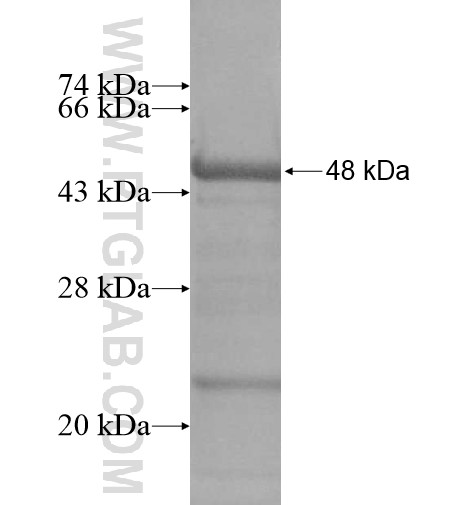 BEST4 fusion protein Ag13015 SDS-PAGE