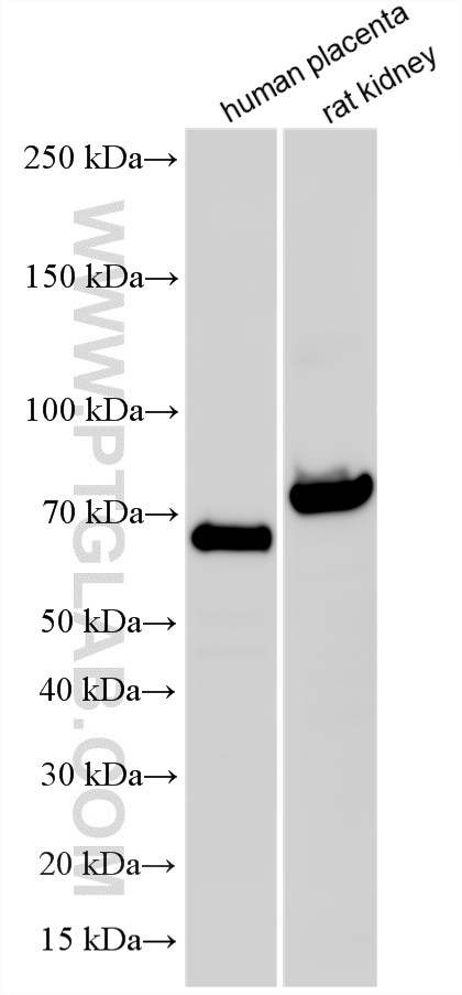 WB analysis using 14134-1-AP (same clone as 14134-1-PBS) WB analysis using 14134-1-AP (same clone as 14134-1-PBS)