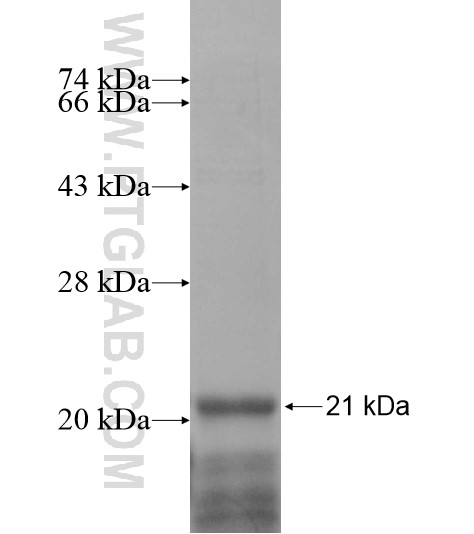 BEX1 fusion protein Ag10247 SDS-PAGE