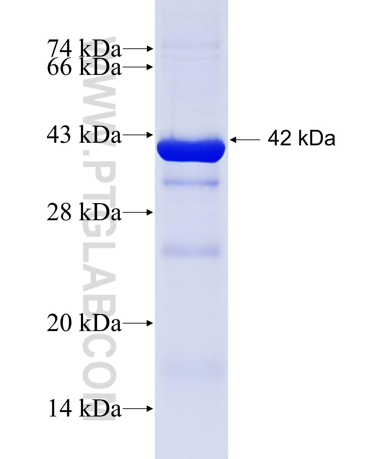 BFAR fusion protein Ag7755 SDS-PAGE