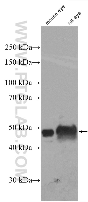 WB analysis of mouse eye using 25438-1-AP