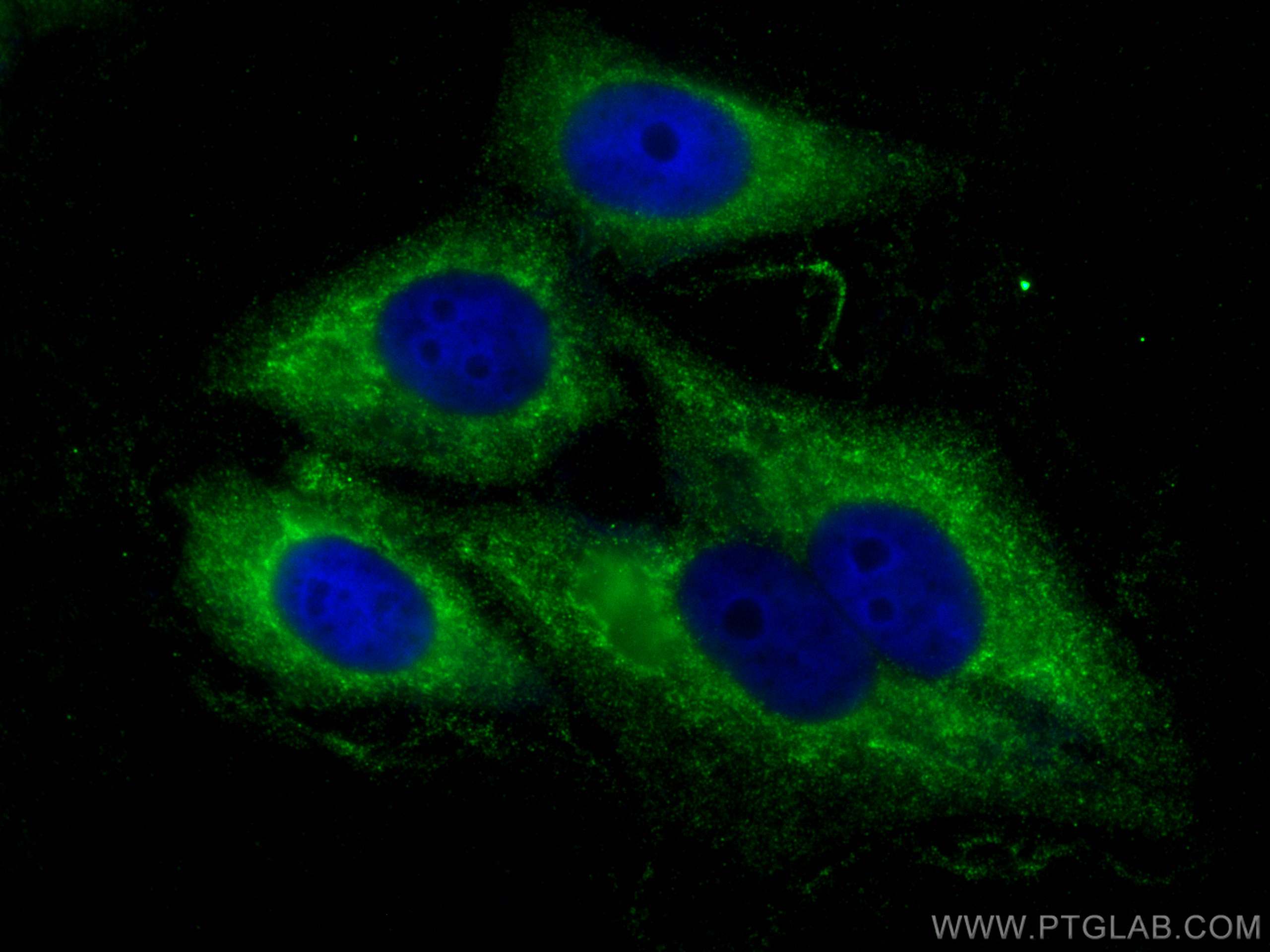 IF Staining of HepG2 using 16409-1-AP