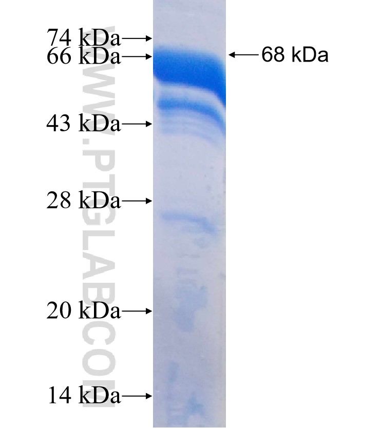 Biglycan fusion protein Ag0683 SDS-PAGE