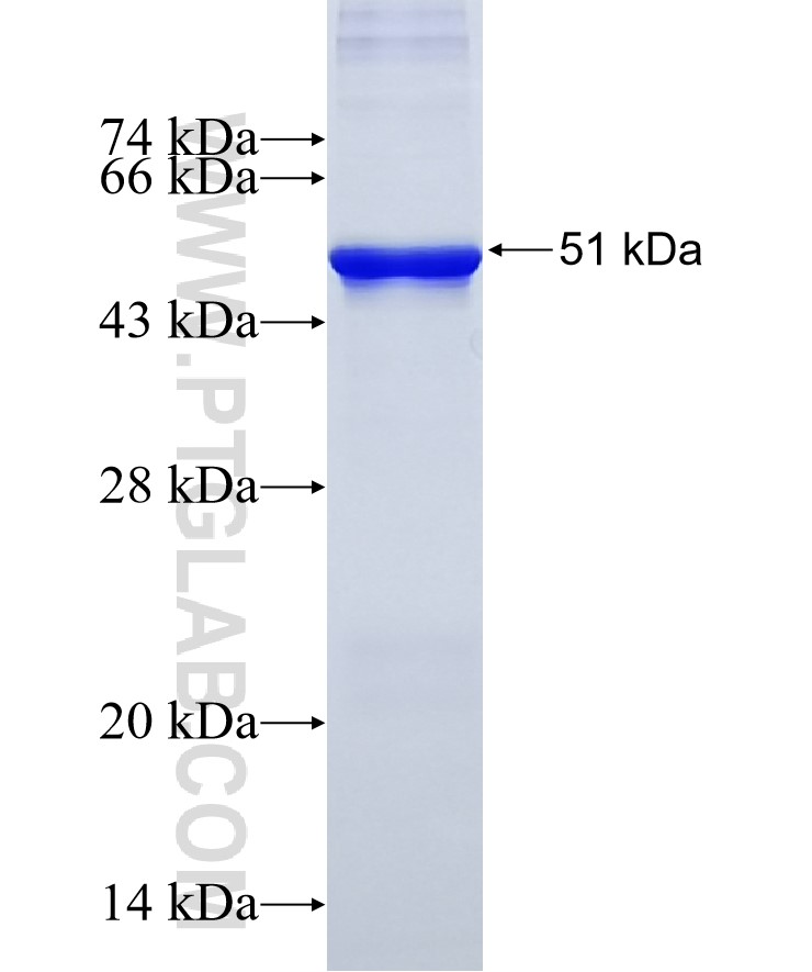 Biglycan fusion protein Ag8012 SDS-PAGE