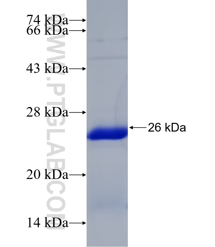 BHLHA15 fusion protein Ag32032 SDS-PAGE BHLHA15 fusion protein Ag32032 SDS-PAGE