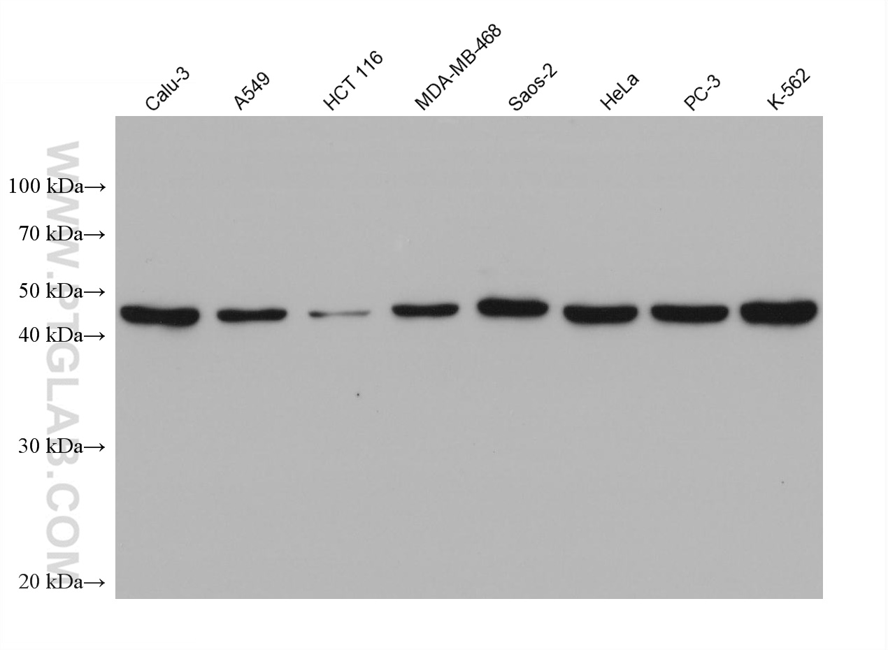 WB analysis using 68435-1-Ig