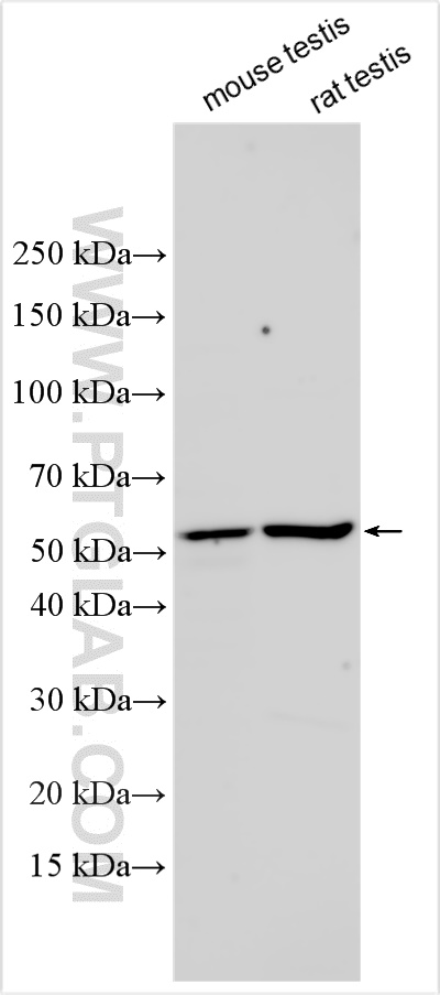 WB analysis using 12688-1-AP