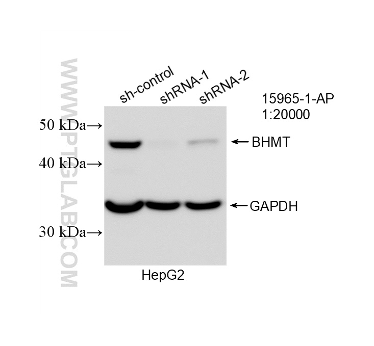 WB analysis of HepG2 using 15965-1-AP WB analysis of HepG2 using 15965-1-AP