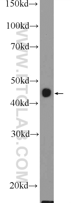 WB analysis of mouse liver using 16351-1-AP