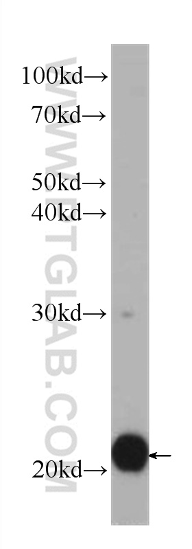 WB analysis of Jurkat using 60301-1-Ig