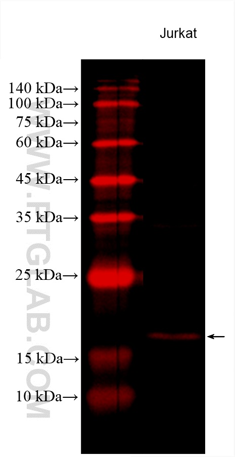 WB analysis using CL594-60301