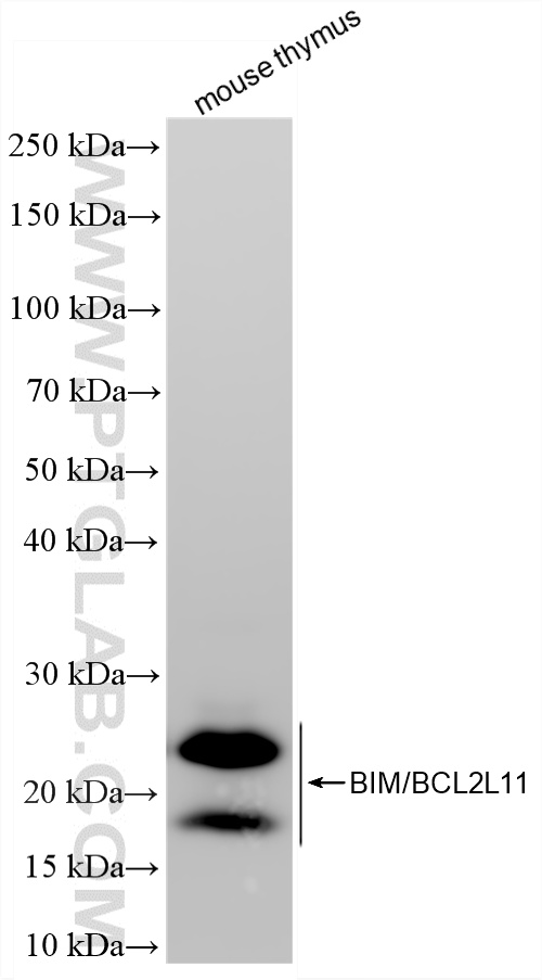 WB analysis of mouse thymus using 81976-3-RR (same clone as 81976-3-PBS)