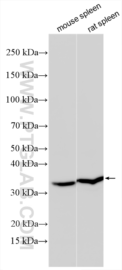 WB analysis using 11215-1-AP