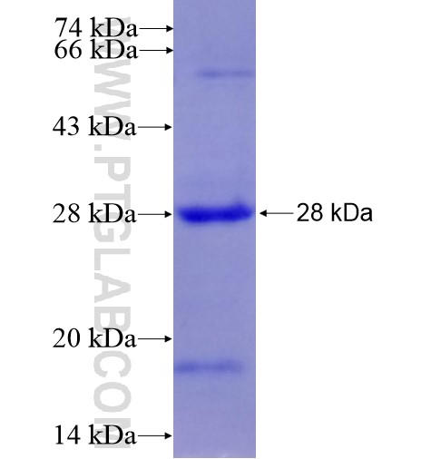 BIN3 fusion protein Ag14026 SDS-PAGE BIN3 fusion protein Ag14026 SDS-PAGE