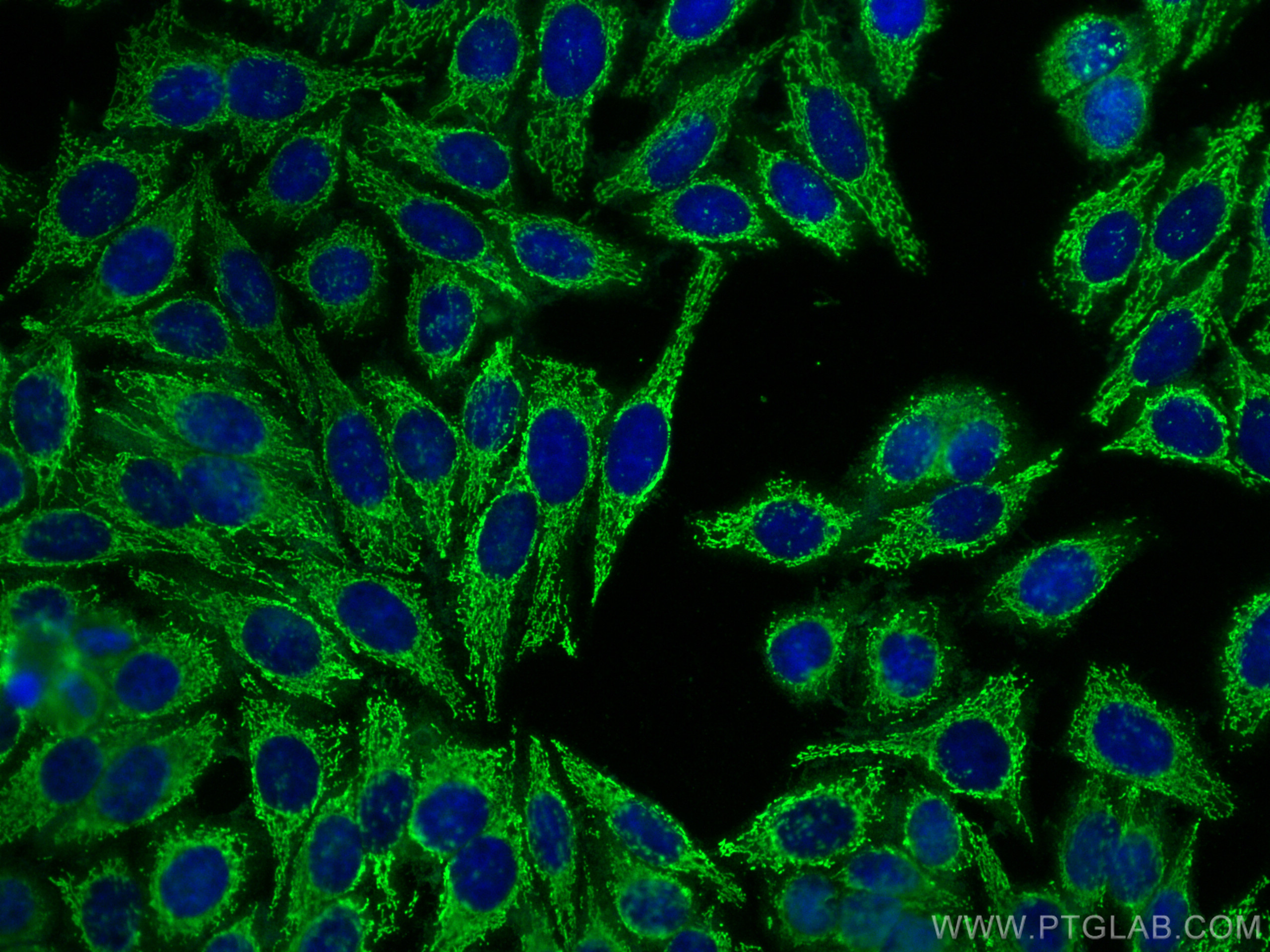 IF Staining of HepG2 using 10022-1-AP