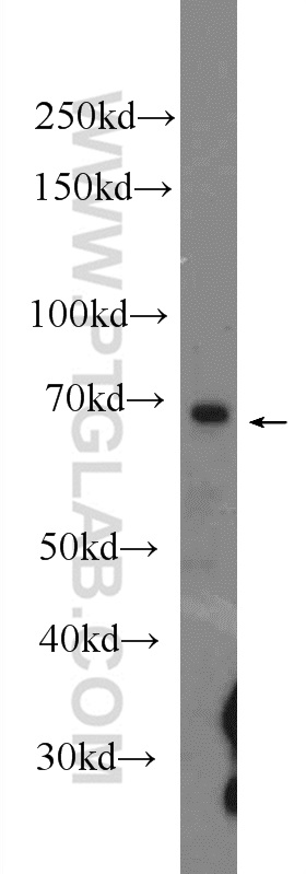 cIAP2 Polyclonal antibody