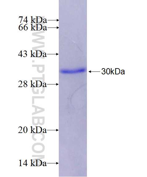 BIRC7 fusion protein Ag26737 SDS-PAGE