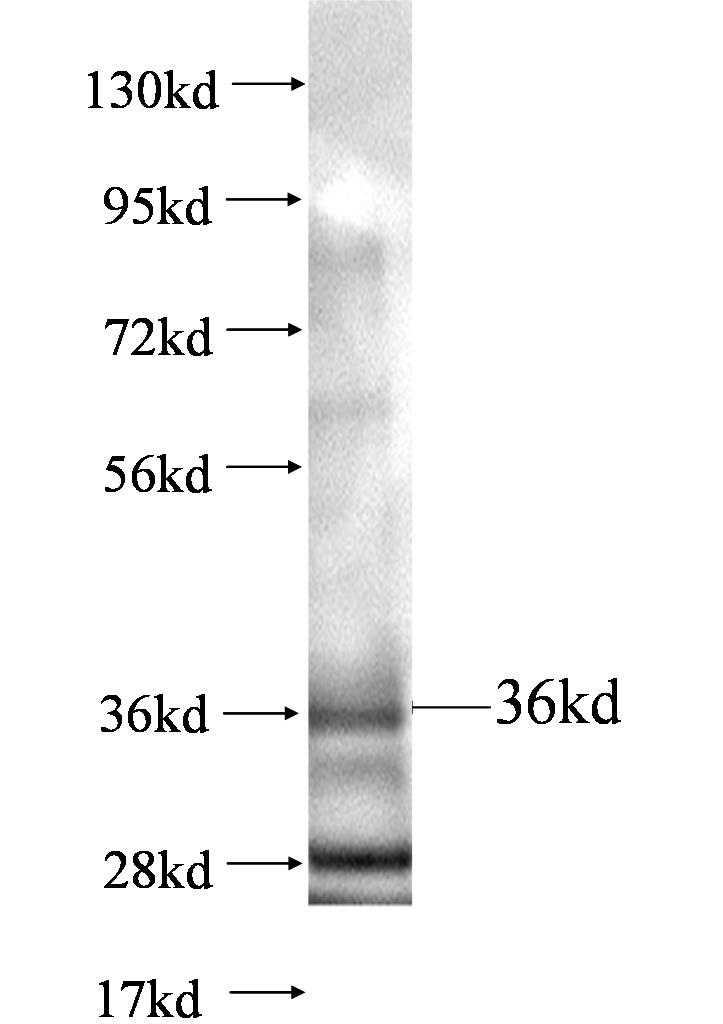 BLCAP fusion protein Ag0632 SDS-PAGE