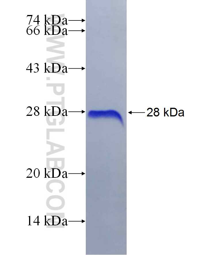 BLIMP1 fusion protein Ag29956 SDS-PAGE