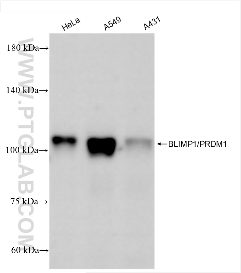 WB analysis using 84625-3-RR