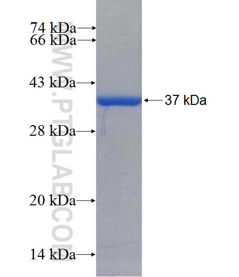 BLK fusion protein Ag0795 SDS-PAGE