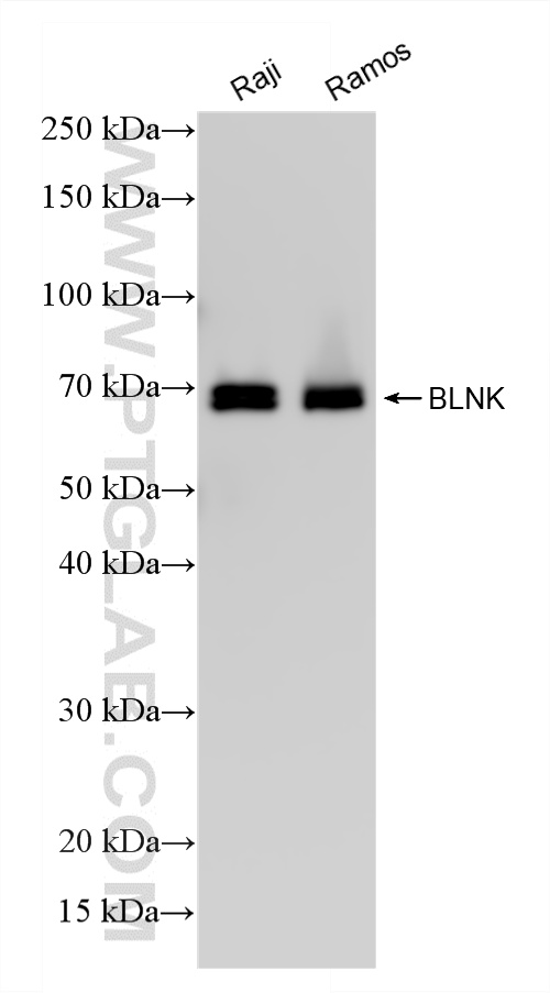 WB analysis using 87170-3-RR (same clone as 87170-3-PBS) WB analysis using 87170-3-RR (same clone as 87170-3-PBS)