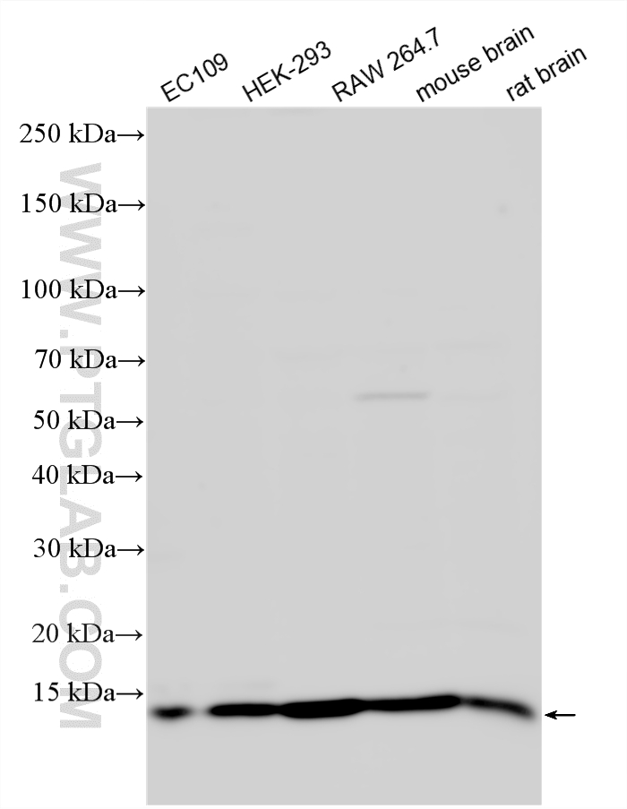 Various lysates were subjected to SDS PAGE followed by western blot with 33913-1-AP (BLOC1S1 antibody) at dilution of 1:1500 incubated at room temperature for 1.5 hours. WB analysis using 33913-1-AP