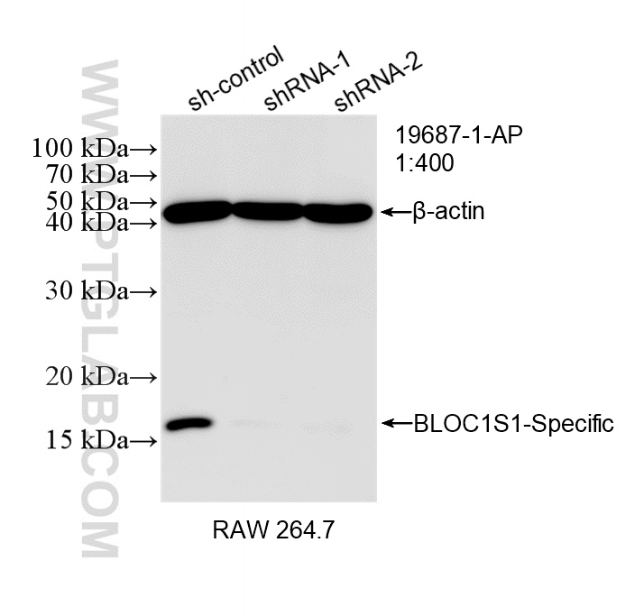 WB result of BLOC1S1-Specific antibody (19687-1-AP; 1:400; incubated at room temperature for 1.5 hours) with sh-Control and sh-BLOC1S1-Specific transfected RAW 264.7 cells. WB analysis of RAW 264.7 using 19687-1-AP