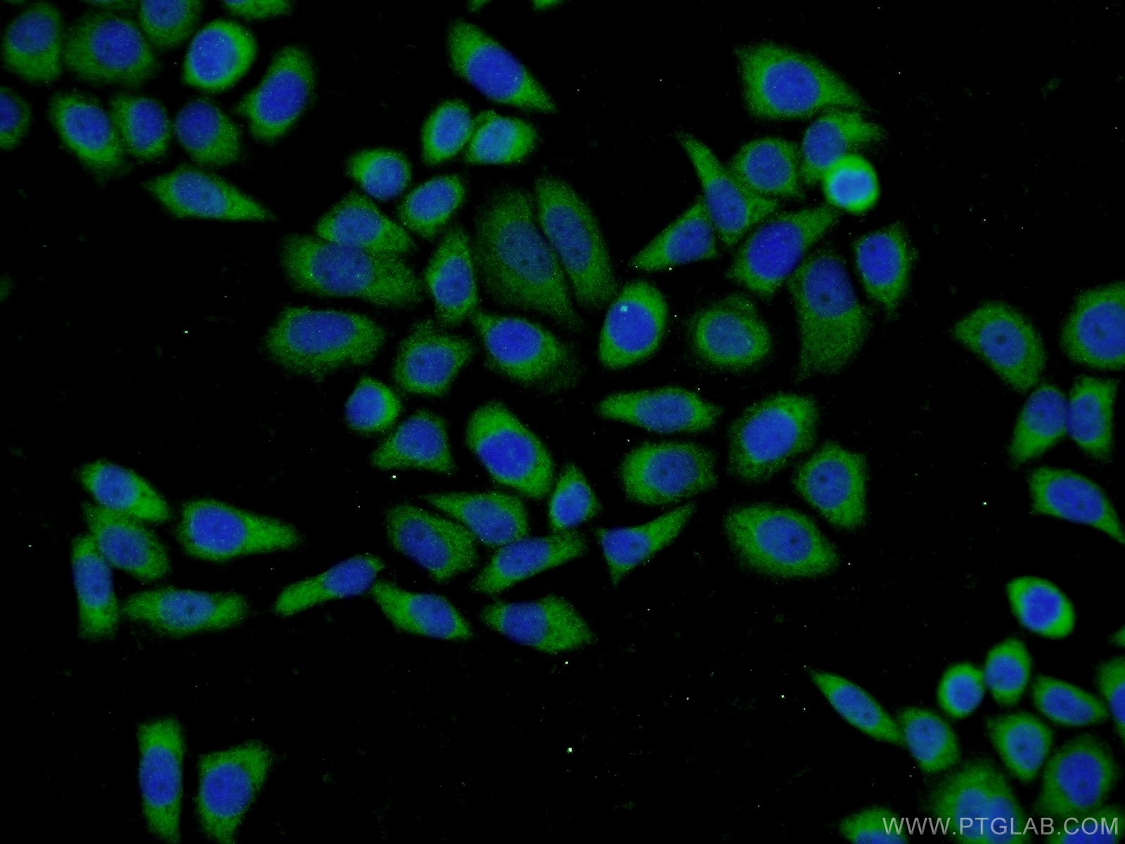 IF Staining of L02 using 10775-1-AP