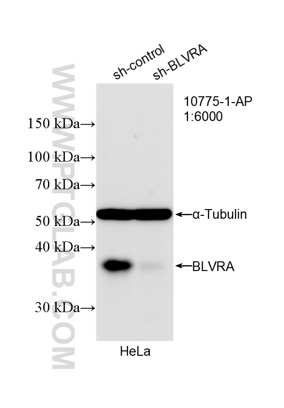 WB analysis of HeLa using 10775-1-AP