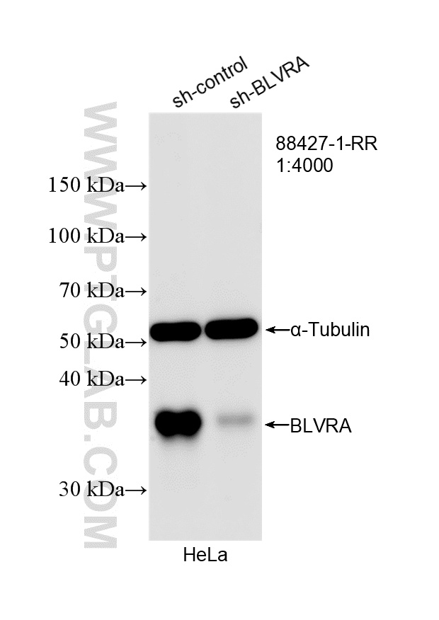 WB analysis of HeLa using 88427-1-RR (same clone as 88427-1-PBS)