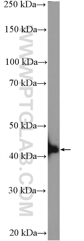 WB analysis of K-562 using 16354-1-AP