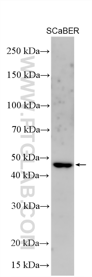 WB analysis using 16354-1-AP