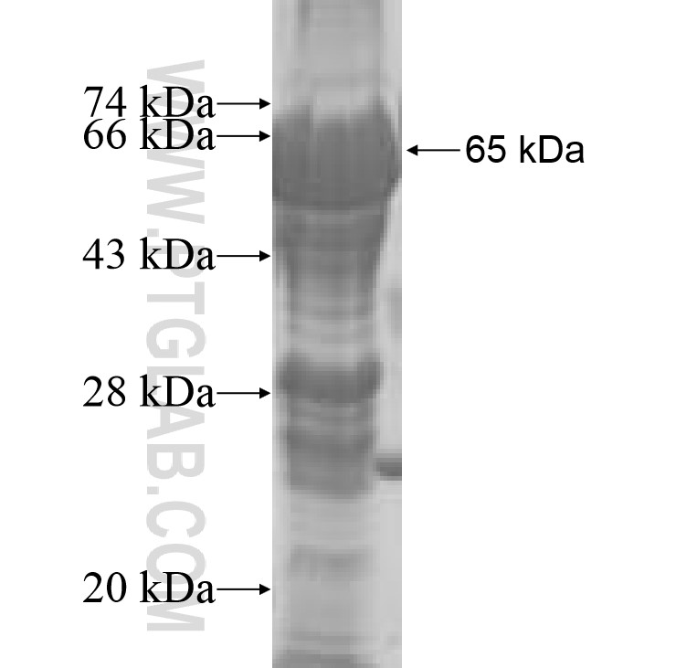 BLZF1 fusion protein Ag9564 SDS-PAGE