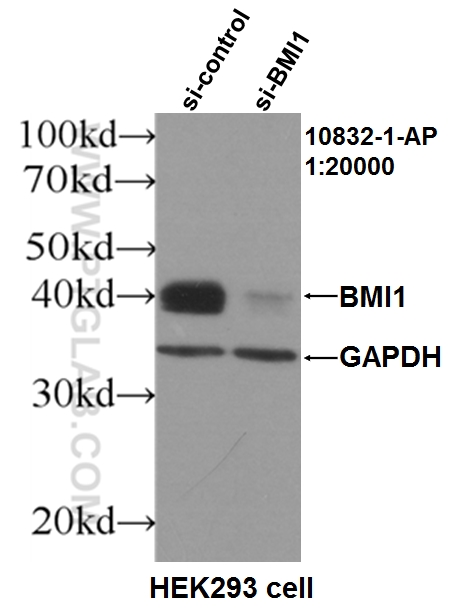 WB analysis of HEK-293 using 10832-1-AP