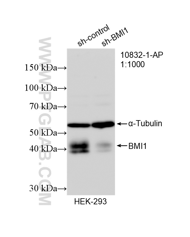WB analysis of HEK-293 using 10832-1-AP