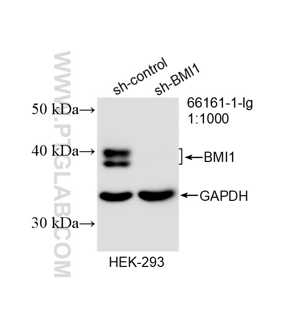WB analysis of HEK-293 using 66161-1-Ig WB analysis of HEK-293 using 66161-1-Ig
