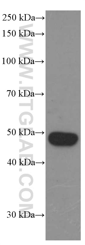 BMP2 Monoclonal antibody