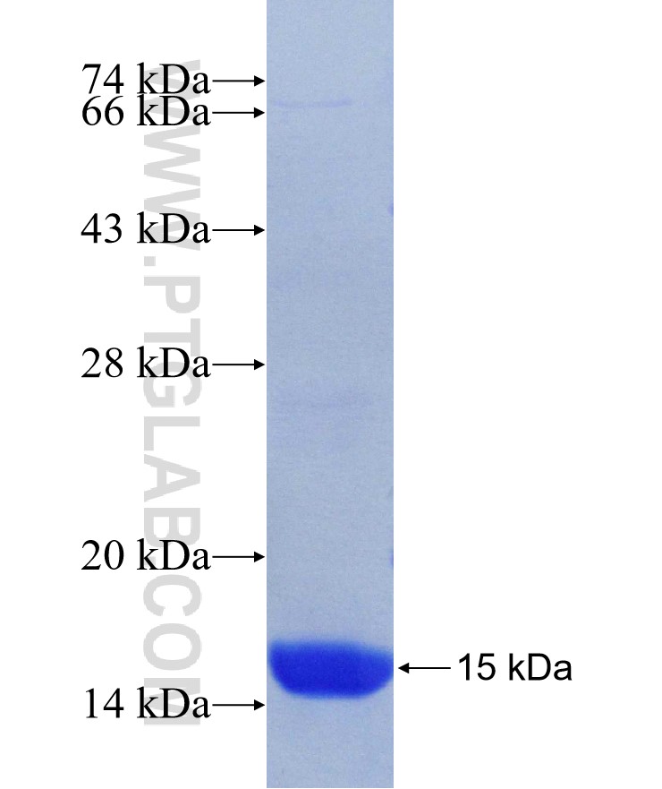 BMP2 fusion protein Ag30408 SDS-PAGE