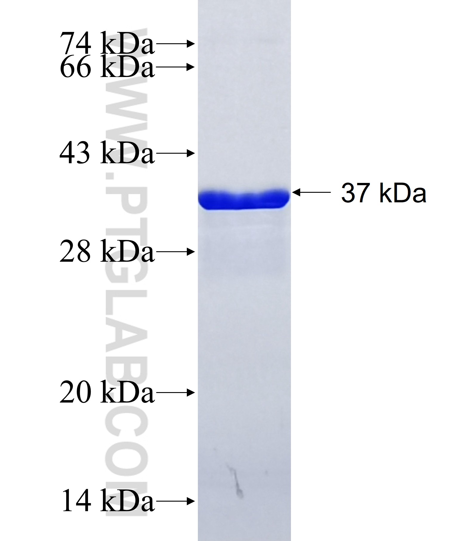 BMP3 fusion protein Ag28999 SDS-PAGE BMP3 fusion protein Ag28999 SDS-PAGE